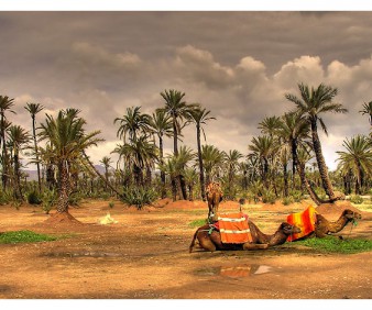 camel trek in Marrakech